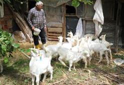 Ordulu besicilerin yüzünü güldüren yem desteği: Et kalitesini ve süt verimini artırıyor