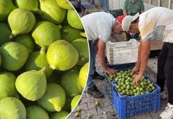 İncirde altın dokunuş günleri: Kilogramı 300 liraya ulaştı! Marmara Bölgesi bile sıraya girdi, Bozdoğan’dan kapış kapış gidiyor