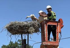 Karakavak'ta leylek festivali: Doğal hayatın korunması ve ekoturizme katkısı olacak