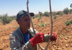 Şanlıurfa'da aşılama dönemi başladı: Her tarlada yapılıyor