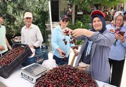 Coğrafi İşaretli Çeribaşı kirazında 250 tonluk hasat şenliği başladı!