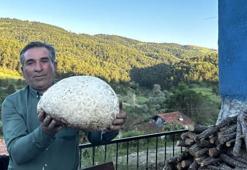 5 kiloluk mantar, görenleri şaşkına çevirdi!
