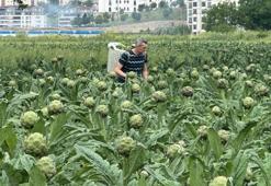 Milyonlarca liralık konutların arasında üretim! Çiftçilerin zorlu mücadelesi
