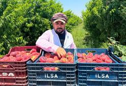 Üretici kan ağlıyor, aracı kazanıyor! Hatay'da şeftali bahçede 15 TL, pazarda 60 TL: 4 katlık dev uçurum!