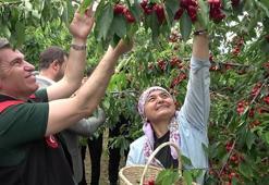 Amasya'da hasat başladı! Geçen yıl don vurmuştu, bu yıl ağaçlar dolup taştı
