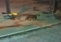 Fare sokakta kedileri kovaladı: İlginç anlar kamerada