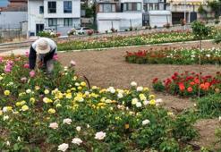 160 farklı çeşitte 15 bin gülün açtığı bahçede görsel şölen