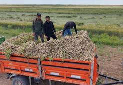 Ata tohumundan yetiştiriliyor! Organik sarımsakların hasadı başladı