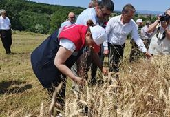 Samsun'da ilk! "Altındaneler Toprakla Buluşuyor" projesinde hasat heyecanı başladı