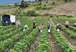 Manisa'da yetişiyor! Doğal aromasıyla fark yaratıyor: Sağlıklı beslenmek isteyenlerin yeni gözdesi