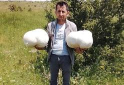 Doğada bulduğu 20 kiloluk dev mantar görenleri hayrete düşürdü