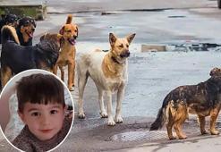 Van'da sahipsiz köpek saldırısı! Saray Belediye Başkanı hakkında soruşturma izni verildi