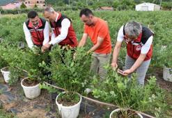 Ordu’da maviyemiş hasadı başladı! Bir dönem kimse bilmiyordu, şimdi herkes kapış kapış alıyor