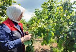 Fındık üreticilerine sezon öncesi kritik uyarı! Tarım Müdürlüğü ekipleri sahaya indi