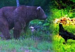 Küre Dağları'ndaki farklı türler fotokapana böyle yakalandı