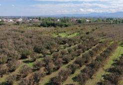 Samsun'un fındıkta hedefi bu yıl da birincilik
