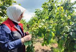 Düzce'de yeni sezon öncesi fındık bahçelerinde saha incelemeleri sürüyor