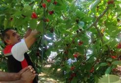 Aydın'da kiraz hasadı bin 717 üretici tarafından sürdürülüyor