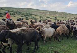 Muş'ta yayla sezonu başladı! 2 bin rakımda doğal üretim mesaisi başladı