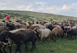 Lezzetli ve kaliteli sütün sırrı bu dağlarda saklı! Muş'ta yayla mesaisi başladı