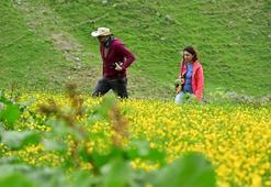 Görenler Alpler sanıyor ama burası Karadeniz! Gümüşhane'nin saklı cenneti hayran bırakıyor