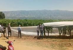 Manisa'da başladı! 35 dereceyi aşan sıcakta zorlu mesai: Milyonluk ürünler beyaz örtüyle korunuyor