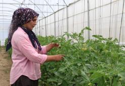 %50 hibe desteğini alan 5 kadın el ele verdi, Toroslar'ın dağ köyünde milyonluk gelir kapısı kuruldu: Susuz diye terk edilen çorak topraklarda siparişlere yetişemiyorlar