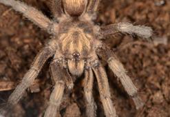 Bafa Gölü'nde keşfedilen Türkiye'nin yeni tarantula türü tescillendi
