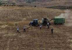 Gercüş'te çiftçiler sıcaklara meydan okuyor! Kavurucu havada 'oyun havalı' hasat