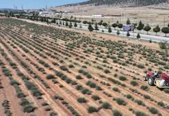 2027 yılı tarımsal destek başvuruları 1 Temmuz’da başlayacak