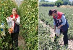 Söke'de domates hasadı öncesi dev pestisit operasyonu: Seralarından numuneler toplanıyor