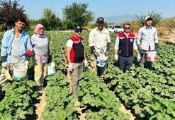 Aydın'ın önemli tarım merkezlerinden Koçarlı bamya üretimindeki liderliğini sürdürüyor