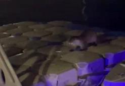 Zonguldak'ta iskeleye çıkan su samurlarını balıkla beslediler
