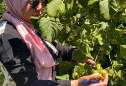 2026 fındık rekoltesini belirleyecek tespit çalışmaları Düzce'de başladı