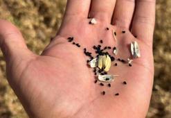 Adıyaman'da üreticinin gelir kaynağı değişti: Binlerce dekarda hasat başladı