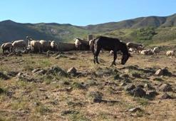 Tunceli'de üreticiler için yeni sistem! Hel Dağı Yaylası'nda hayvan başına yaklaşık 30 TL ödenerek yaylalardan faydalanabiliniyor