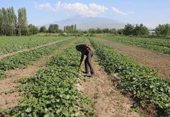 Doğu'nun Çukurova'sında hasat başladı! Ürün daha tezgaha inmeden kapışıldı: 30 bin tonluk rekolte bekleniyor