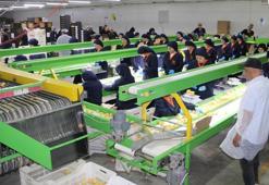 Malatya'da sarı altın hasadı başladı! Dünyanın dört bir yanına ihraç ediliyor