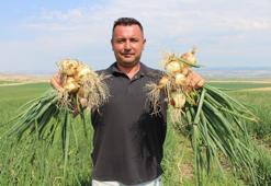 Suluova'nın 'kırmızı altını' tarladan çıktı! 2026 fiyatları çiftçinin yüzünü güldürüyor
