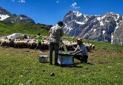 Munzur’un zirvesinde asırlık mesai! Zorlu yayla şartlarında tescilli lezzet üretiliyor