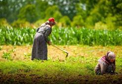 Kocaeli'de çiftçiye 1,5 milyar liralık dev destek: Milyonlarca litre mazot tamamen bedava verildi!