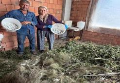 İlk kez denedi, sonucu şaşırttı! Bu üretim yüzlerce kişiye gelir sağlayacak