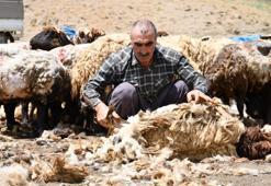 Şırnak’ta yayla öncesi zorlu seferberlik! Binlerce küçükbaş hayvan için yılda bir kez yapılan mesai başladı