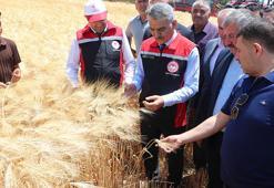Yozgat’ta yılın ilk hasadı başladı! Rekor verim bekleniyor