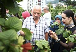 Fındık bahçesi olanlar dikkat: Verimi 6 kat artıran mucize yöntem! Ocak sistemi tarihe karışıyor, İşte yeni terbiye yönteminin sırrı!
