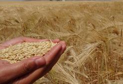 Yozgat’ta arpa hasadı başladı: 1 milyon 388 bin 575 ton üretim bekleniyor