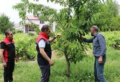 Bu yıl yüzler gülecek! Erzincan'da kiraz üretiminde bolluk ve bereket sezonu başladı