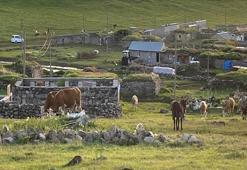 Yaylada üretim mesaisi başladı! Kadınlar sabahın ilk ışıklarıyla işe koyuluyor