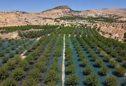 Tunceli'nin coğrafi işaretli Ulukale dutunda bu yıl 650 ton rekolte beklentisi