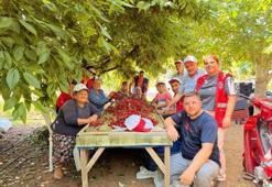 Ege’de kiraz bahçelerine gençlik aşısı! Gönüllü gençler üreticilerle omuz omuza hasat yaptı